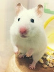 [햄스터] 비슷한거 몇개 더 올려요.(골든 화이트 단모) - 동물,기타 갤러리