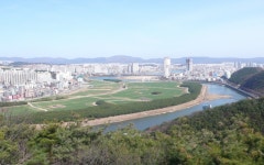 울산 태화강 시내 싶리대숲 - 도시 갤러리