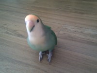 모란앵무 잘아시는분? - 동물,기타 갤러리