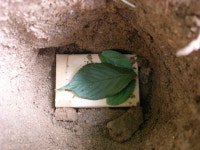 아르메스 장례 (이별) .. - 동물,기타 갤러리