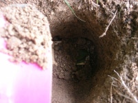 아르메스 장례 (이별) .. - 동물,기타 갤러리