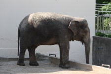 [대구]달성공원 - 여행-국내 갤러리