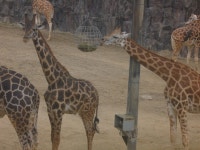 이건 귀여운 기린칭구칭구에여 ㅋㅋㅋㅋㅋㅋㅋㅋㅋㅋㅋㅋㅋㅋㅋㅋㅋ - WOW 갤러리