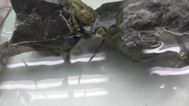 한강수족관 대전아쿠아월드점 탐방기 랑께 - 파충류, 양서류 갤러리