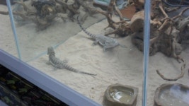 한강수족관 대전아쿠아월드점 탐방기 랑께 - 파충류, 양서류 갤러리