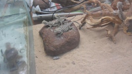 한강수족관 대전아쿠아월드점 탐방기 랑께 - 파충류, 양서류 갤러리