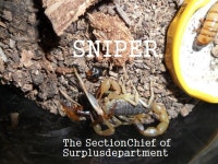 지금쯤이면 신림인가 그곳에서 김전갈님과 스콜피언킴님이랑 춘갱님이랑 - 곤충 갤러리