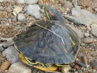 릴공개 - 낚시 갤러리