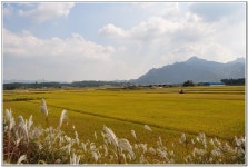 (d90) 가을 들녘 - 니콘 갤러리