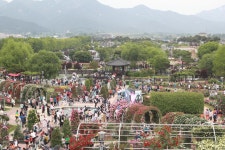 곡성 기차마을 세계장미축제 대박…내달까지 꽃 볼 수 있어 | 연합뉴스
