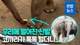 [영상] 코끼리 우리에 떨어진 꼬마의 신발…잠시 후 놀라운 반전 | 연합뉴스