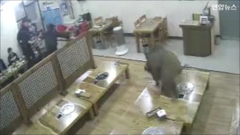 [현장영상] 삼겹살집에 멧돼지 난입…아연실색, 혼비백산, 아수라장 | 연합뉴스