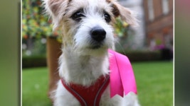 퍼스트 독?…英총리 커플, 관저에 유기견 들여와 | 연합뉴스