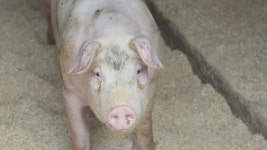 파주 돼지열병 의심 농장 2곳 모두 음성 판정 | 연합뉴스