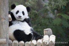 ′벌써 이만큼 컸어요′…1살 생일 맞은 말레이시아 아기 판다 | 연합뉴스