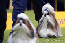 세계 최고의 개는?…美 웨스트민스터 켄넬클럽 도그쇼 | 연합뉴스