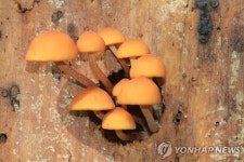 강원도 산림개발연, 개암버섯 등 재배기술 농가 이전 | 연합뉴스