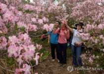 철쭉 만개한 울주 대운산서 29일까지 축제 열려 | 연합뉴스