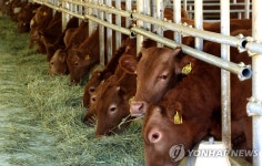  송아지 값 폭등..품귀현상① | 연합뉴스