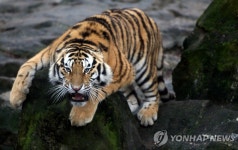 <서울동물원 호랑이史> | 연합뉴스