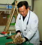 <사람들> 야생동물 `수호천사 김종택 교수 | 연합뉴스