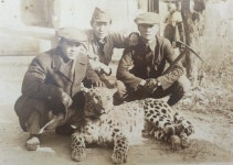 1940년대 울산 신불산에서 잡힌 표범 사진 화제 | 연합뉴스