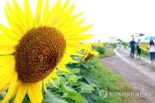 <함안 강주 해바라기 마을 정부가 인정> | 연합뉴스