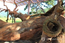 괴산주민 고사한 왕소나무에 고별 제사 | 연합뉴스