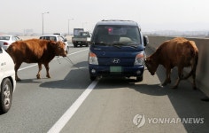 고속도로서 트럭 전복…소 1마리 달아나 차량 정체 | 연합뉴스