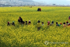 부산 낙동강변에 유채꽃 물결 | 연합뉴스