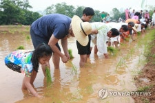 도심서 모내기 체험 | 연합뉴스