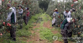 육군 1사단 영농활동 지원 | 연합뉴스