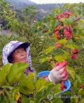 <카메라뉴스> 탐스런 꾸지뽕 수확하는 아낙 | 연합뉴스