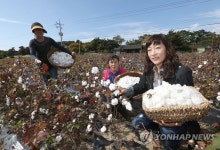 산청 목화 시배지의 목화 솜 수확 | 연합뉴스