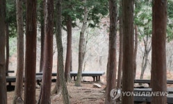 <Weekly Travel> 남해 편백자연휴양림 | 연합뉴스