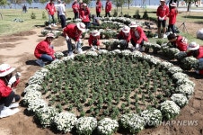 여의도한강공원에 국화밭 조성 | 연합뉴스