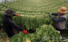 기온 뚝…바빠진 최전방 시래기 마을 | 연합뉴스