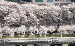 수채화 같은 부산 낙동강변 벚꽃 | 연합뉴스