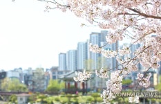 서산 중앙호수공원에 벚꽃 활짝 | 연합뉴스