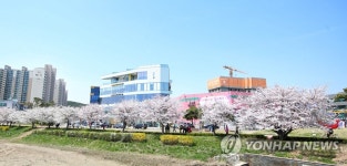 서산 중앙호수공원에 벚꽃 활짝 | 연합뉴스