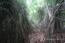 멸종위기종 긴꼬리딱새 둥지 옮긴 숲속 촬영장 적발 | 연합뉴스