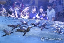 대구신세계, 훔볼트 펭귄 선보여 | 연합뉴스