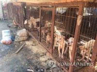 개 사육 농장 철창 속 동물들 | 연합뉴스