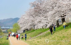 천변 따라 만개한 벚꽃 | 연합뉴스