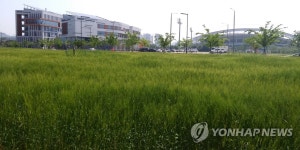 안산 단원구청 빈터에 청보리 초록물결 | 연합뉴스