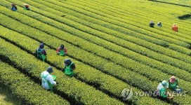햇차 수확합니다 | 연합뉴스