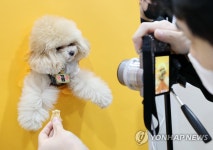 펫쇼 구경 왔어요…주인과 쇼핑하는 강아지들 | 연합뉴스