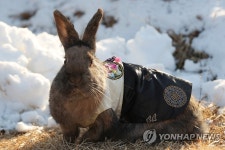 계묘년 주인공은 나…남양주 동무물체험농장 토끼들 | 연합뉴스