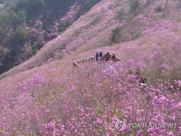 진달래로 물든 산 | 연합뉴스