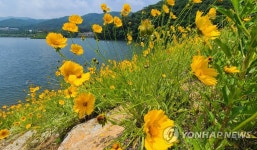 금계국 만발한 원주 흥업저수지 | 연합뉴스